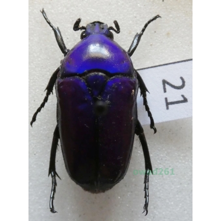 Chlorocala africana oertzeni Kolbe, 1895 ex. ovo Tanzania21